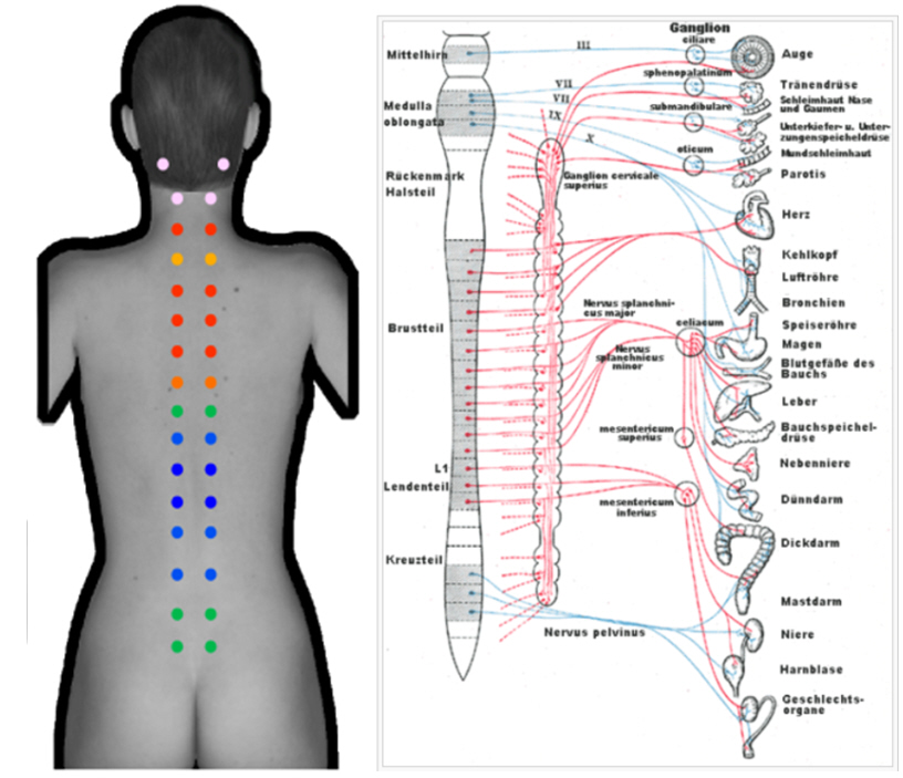 Rückenmessung paravertebral Rückenmessung paravertebral