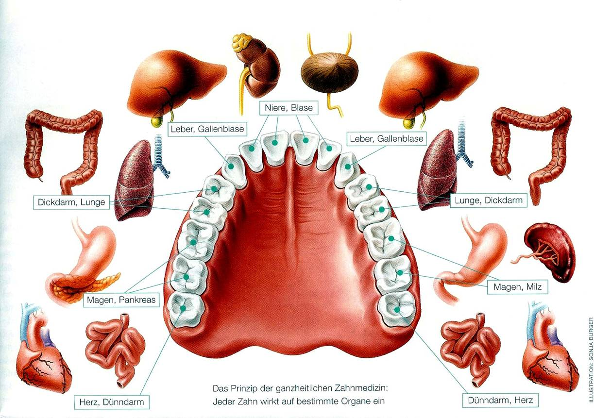 Zähne Organe